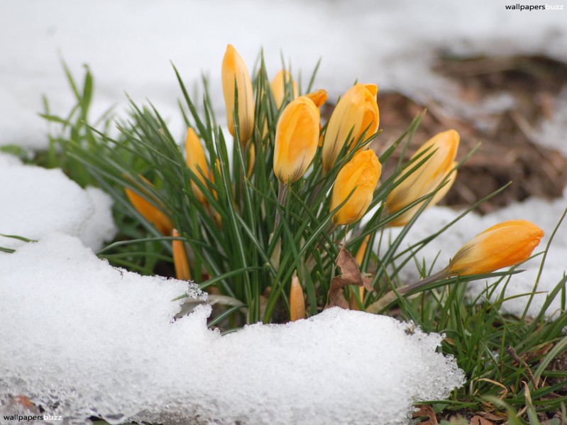 b_spring-flowers-in-snow