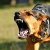 В Нижнем Тагиле запретили возвращать отловленных собак во дворы и в парки