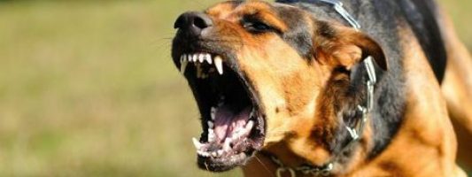 В Нижнем Тагиле запретили возвращать отловленных собак во дворы и в парки