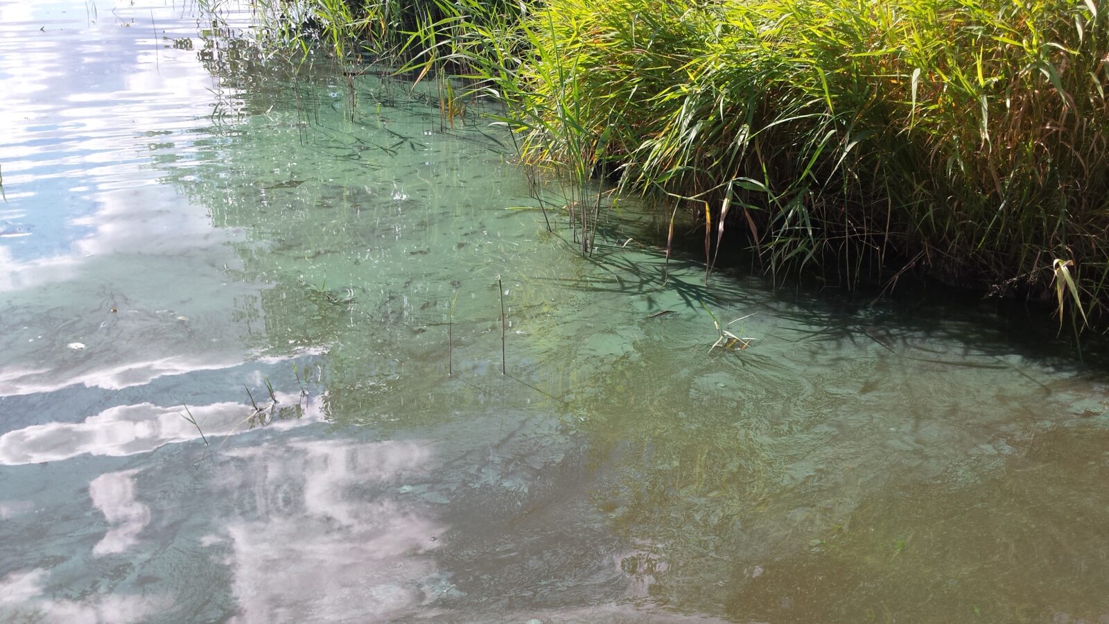 Озеро качество воды. Загрязненная вода в Свердловской области. Загрязненные реки Свердловской области. Загрязненный Черноисточинский пруд. Загрязнение рек в Свердловской области.