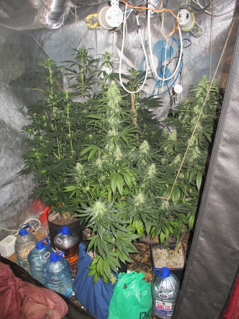 Выращивали марихуану в гараже декриминализация марихуаны россии