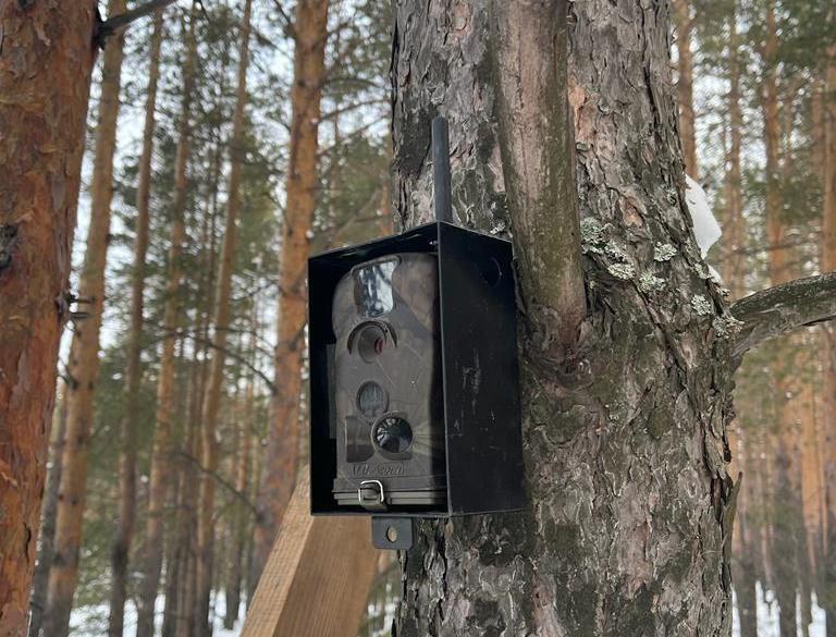 Свердловских водителей, выбросивших мусор в лесу, вычислят через фотоловушки