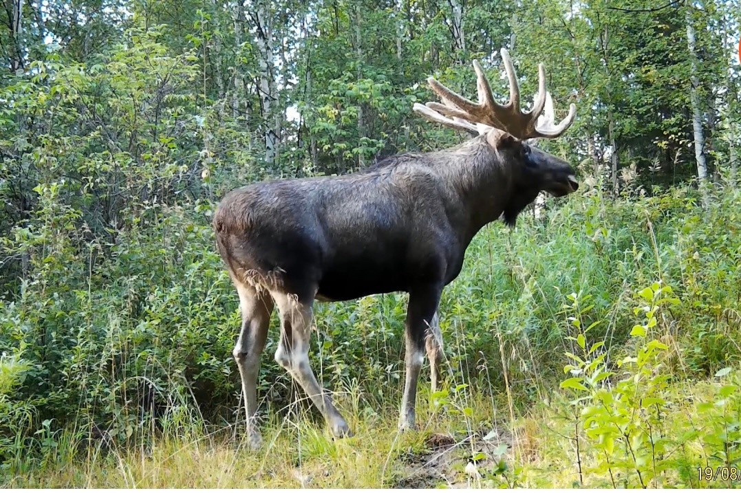 Американский Лось Фото