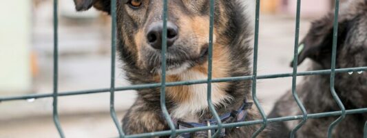 В Нижнем Тагиле выделят дополнительные миллионы на отлов собак