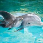 Родился дельфиненок