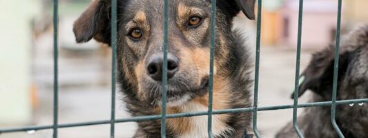 В Нижнем Тагиле директора службы отлова обвинили в мошенничестве