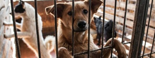 Власти определились, каким будет приют для собак в Нижнем Тагиле