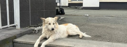 Бездомных животных в Нижнем Тагиле никто не ловит третий месяц