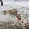В Нижнем Тагиле выделят миллион рублей на утилизацию останков диких животных
