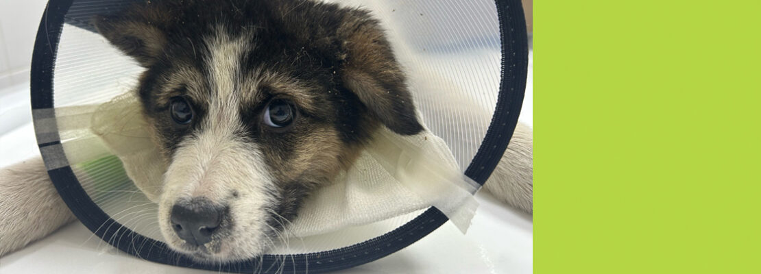 Слёзка ищет дом