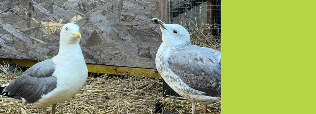 Дом для птиц. Наконец-то тёплый