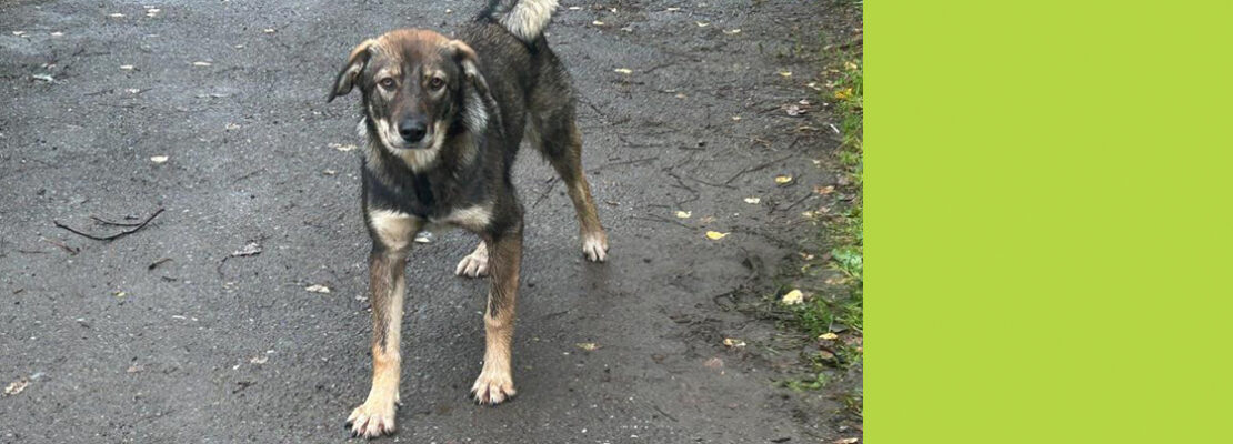 Хвостатые беспризорники