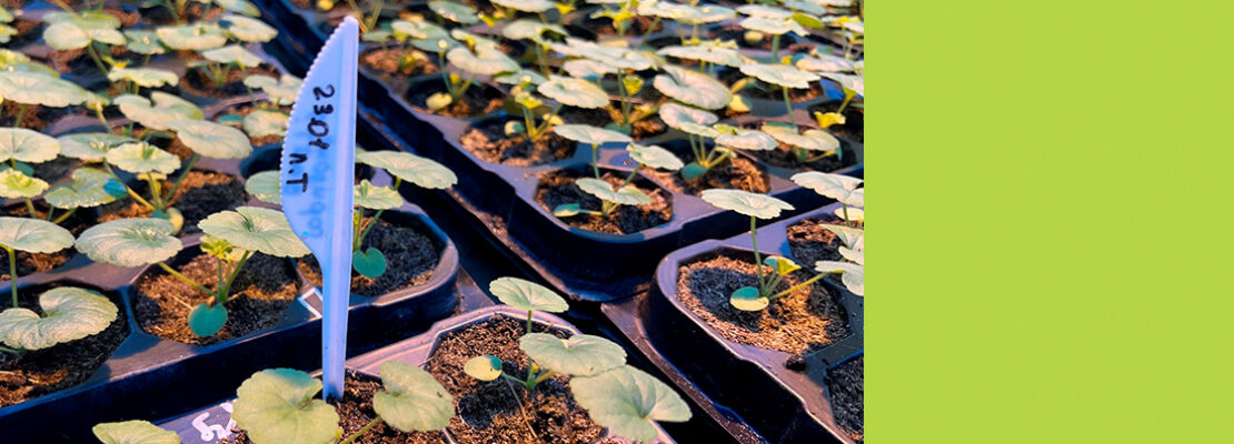 Новое имя и большие планы