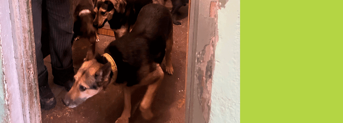 Собак любит больше, чем соседей