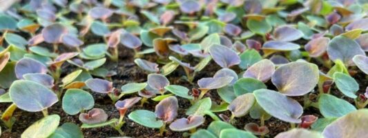 В Свердловскую область завезли 2,5 млн полезных насекомых