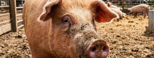 Глава СК заинтересовался зловонным свинокомплексом в пригороде Тагила