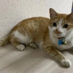 Кот Иск в суде Екатеринбурга