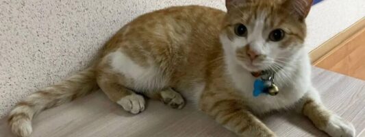 Кот Иск в суде Екатеринбурга