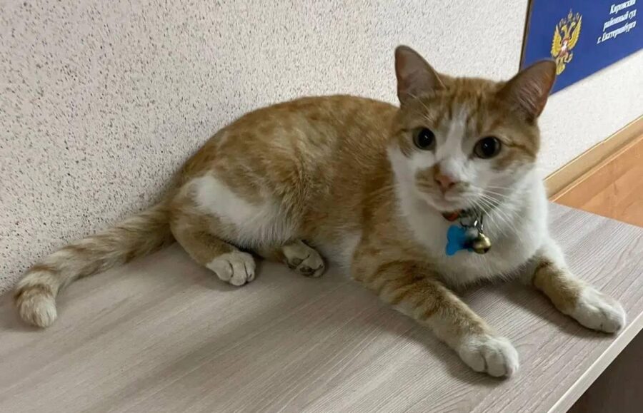 Кот Иск в суде Екатеринбурга