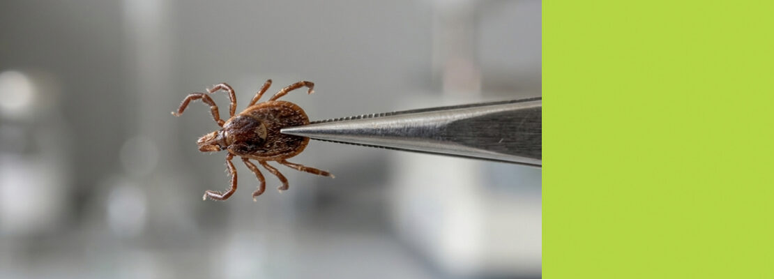 Куда пропала вакцина от клеща?