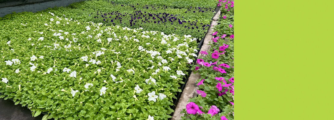 Сотни тысяч цветов