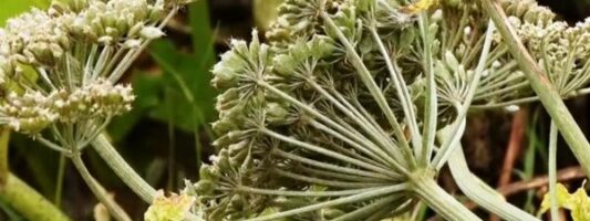 В Нижнем Тагиле обработают химией земли, пораженные опасным сорняком