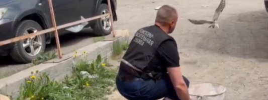 В Нижнем Тагиле спасатели вызволили хищную птицу