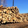 В Нижнем Тагиле суд рассмотрит дело о лесной афере на полмиллиона рублей