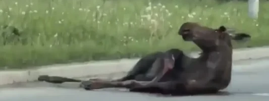 В Нижнем Тагиле опять сбили лося