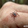 Почти тысячу укусов клещей зарегистрировали в Нижнем Тагиле