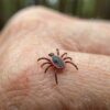 После укусов клещей на больничной койке оказались почти 300 уральцев