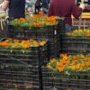 В Нижнем Тагиле ищут самую креативную клумбу