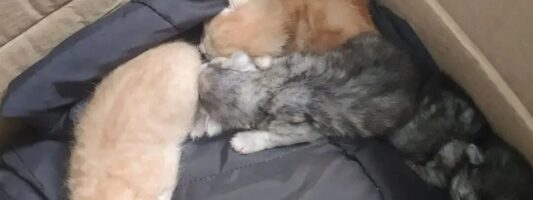 В Нижнем Тагиле котят выбросили на помойку: им ищут новый дом