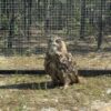 На Урале редких филинят готовят к жизни в дикой природе