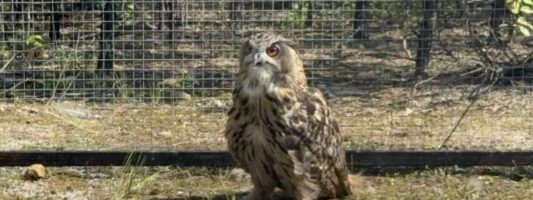 На Урале редких филинят готовят к жизни в дикой природе