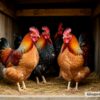 Кур и уток призвали не нести в МФЦ: разъяснения чиновников