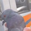 В Нижнем Тагиле голубя спасли из яблоневых пут
