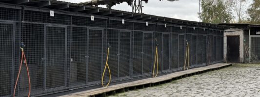 В Нижнем Тагиле в конце сентября возобновят отлов бездомных собак