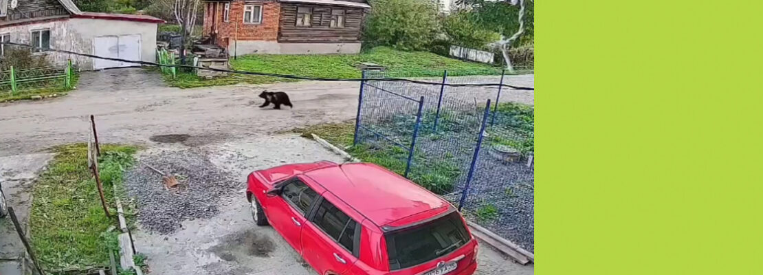 Нашествие медведей