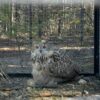 На Урале редких филинов выпустили на волю