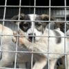 Каждый четверг в Нижнем Тагиле можно выбрать себе друга