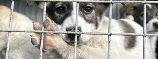 Каждый четверг в Нижнем Тагиле можно выбрать себе друга